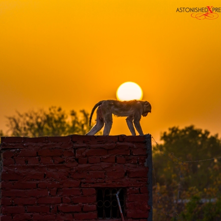 india sunset monkey